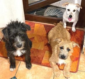 3 cuccioli tg piccola da Palermo, nove mesi