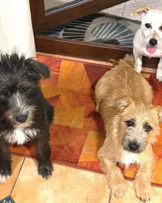 3 cuccioli tg piccola da Palermo, nove mesi