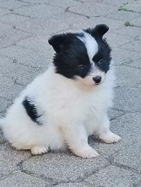 Volpino di Pomerania