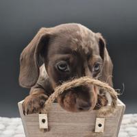 Bassotto nano/kaninchen