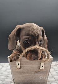 Bassotto nano/kaninchen