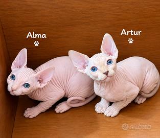 Sphynx