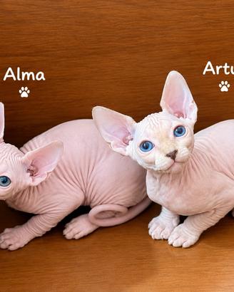 Sphynx