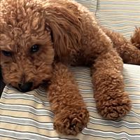 Barbonicino per monta