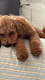 Barbonicino per monta