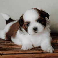 Shih tzu pedigree ENCI da allevamento con affisso