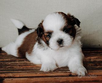 Shih tzu pedigree ENCI da allevamento con affisso