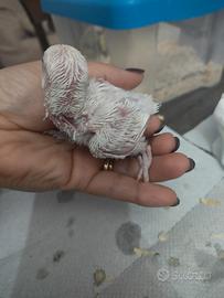 Inseparabili allevati a mano