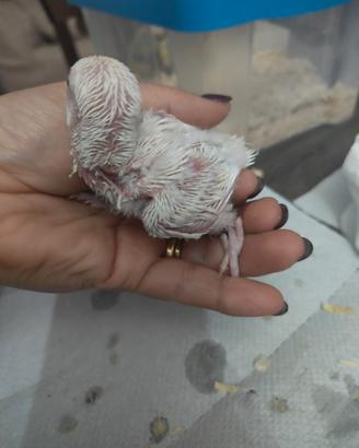 Inseparabili allevati a mano