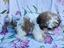 Immagine 12