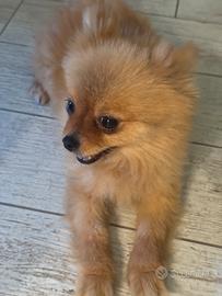 Spitz di Pomerania