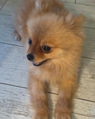 Spitz di Pomerania
