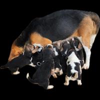 Beagle