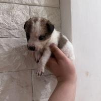 Cuccioli di maltipoo Toy da borsetta