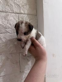 Cuccioli di maltipoo Toy da borsetta