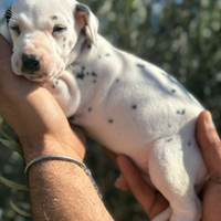 Dalmata