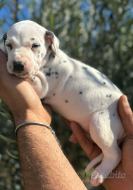 Dalmata