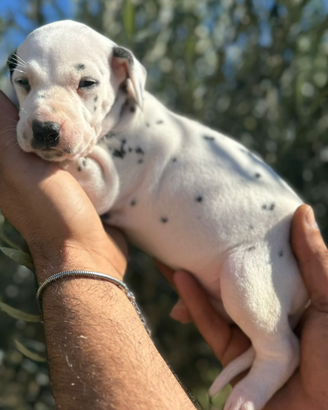 Dalmata