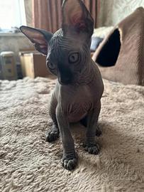 Sphynx canadese