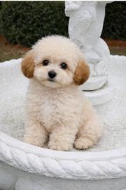 Barboncino toy cucciolo