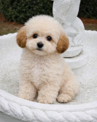 Barboncino toy cucciolo