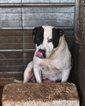 Pitbull Scagliotti