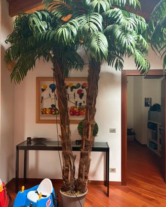 Palme arredamento