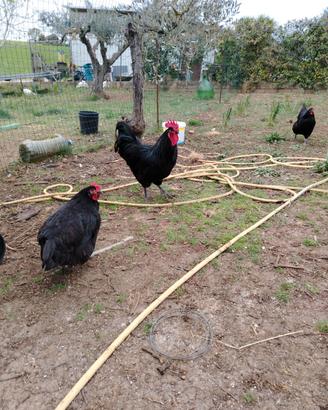 Polli e galline