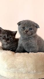 Scottish Fold e scottish straight