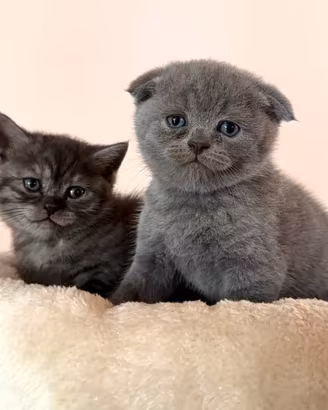 Scottish Fold e scottish straight
