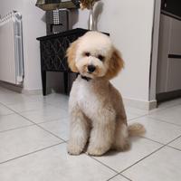 Cucciolo di Barboncino