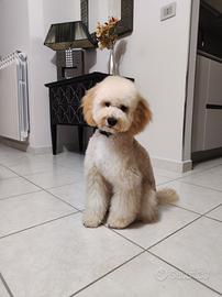 Cucciolo di Barboncino