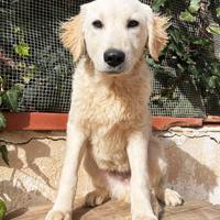 Cucciolo maschio golden retriever