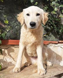 Cucciolo maschio golden retriever