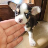 Chihuahua micro