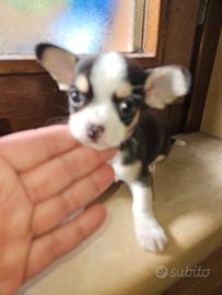 Chihuahua micro