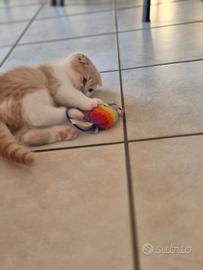 Cuccioli di Scottish Fold/Stright