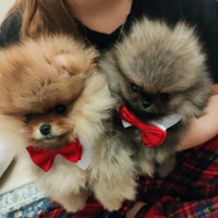 Spitz di Pomerania nano