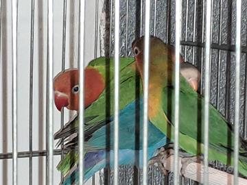 Pappagalli parrocchetti Fisher