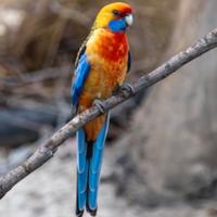 Coppia pappagalli Rosella di Pennat