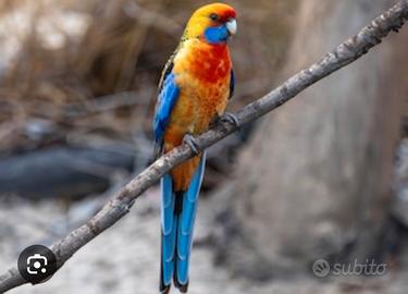 Coppia pappagalli Rosella di Pennat