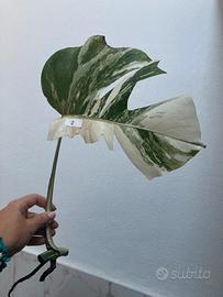 Talea monstera albovariegata