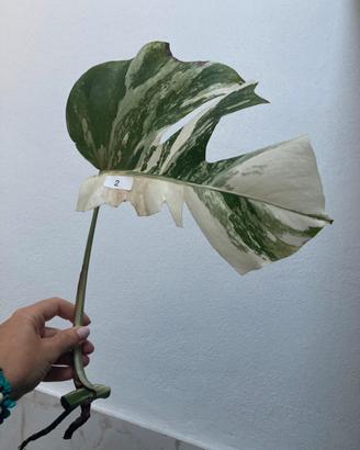 Talea monstera albovariegata