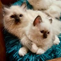 Cuccioli di gatto sacro di Birmania