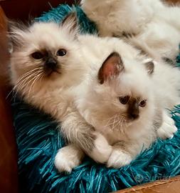 Cuccioli di gatto sacro di Birmania