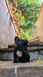 Bulldog francese