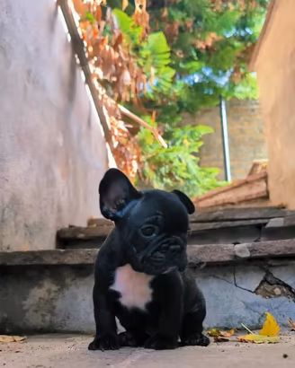 Bulldog francese