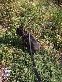 Bulldog francese