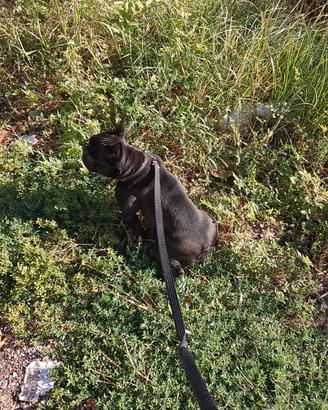 Bulldog francese