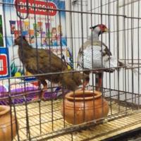 Fagiani dorati gialli e fagiani argentati ???